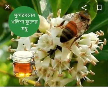 Shondorban Honey